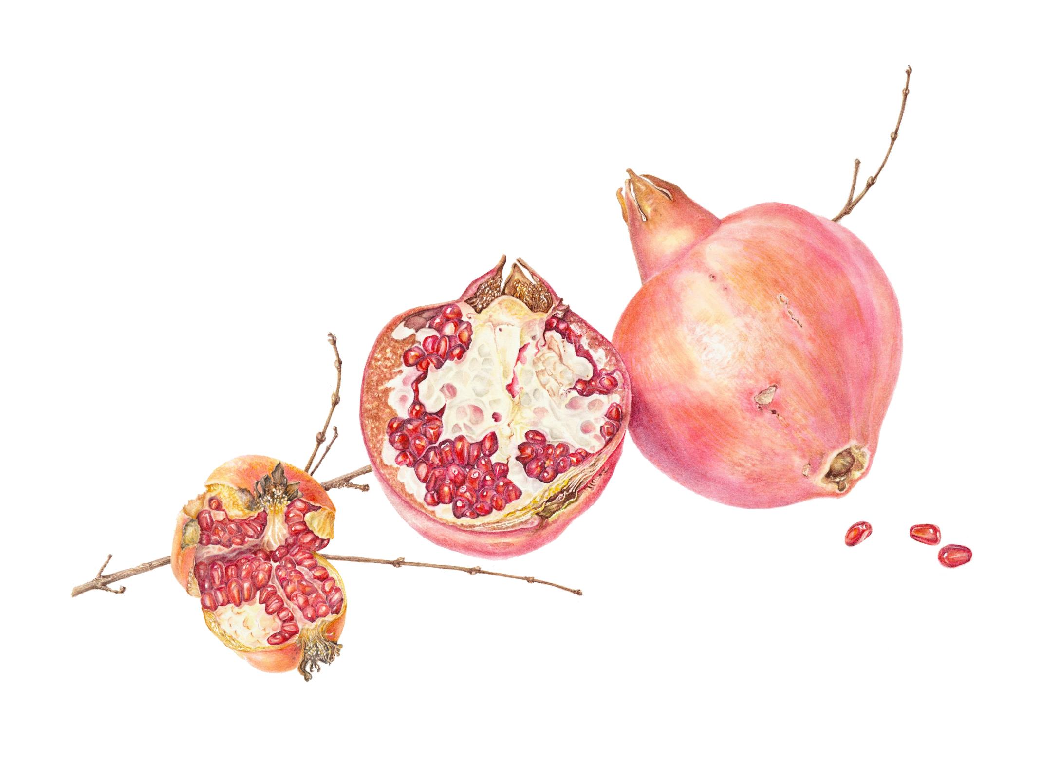 P. granatum var. nana, Punica granatum, Dwarf Pomegranate, Pomegranate 