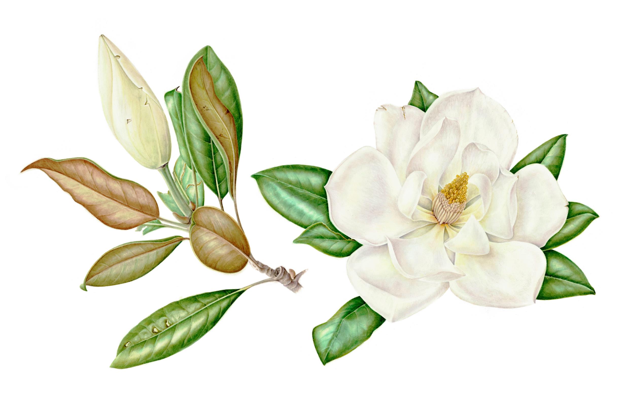 Magnolia grandiflora, Southern Magnolia