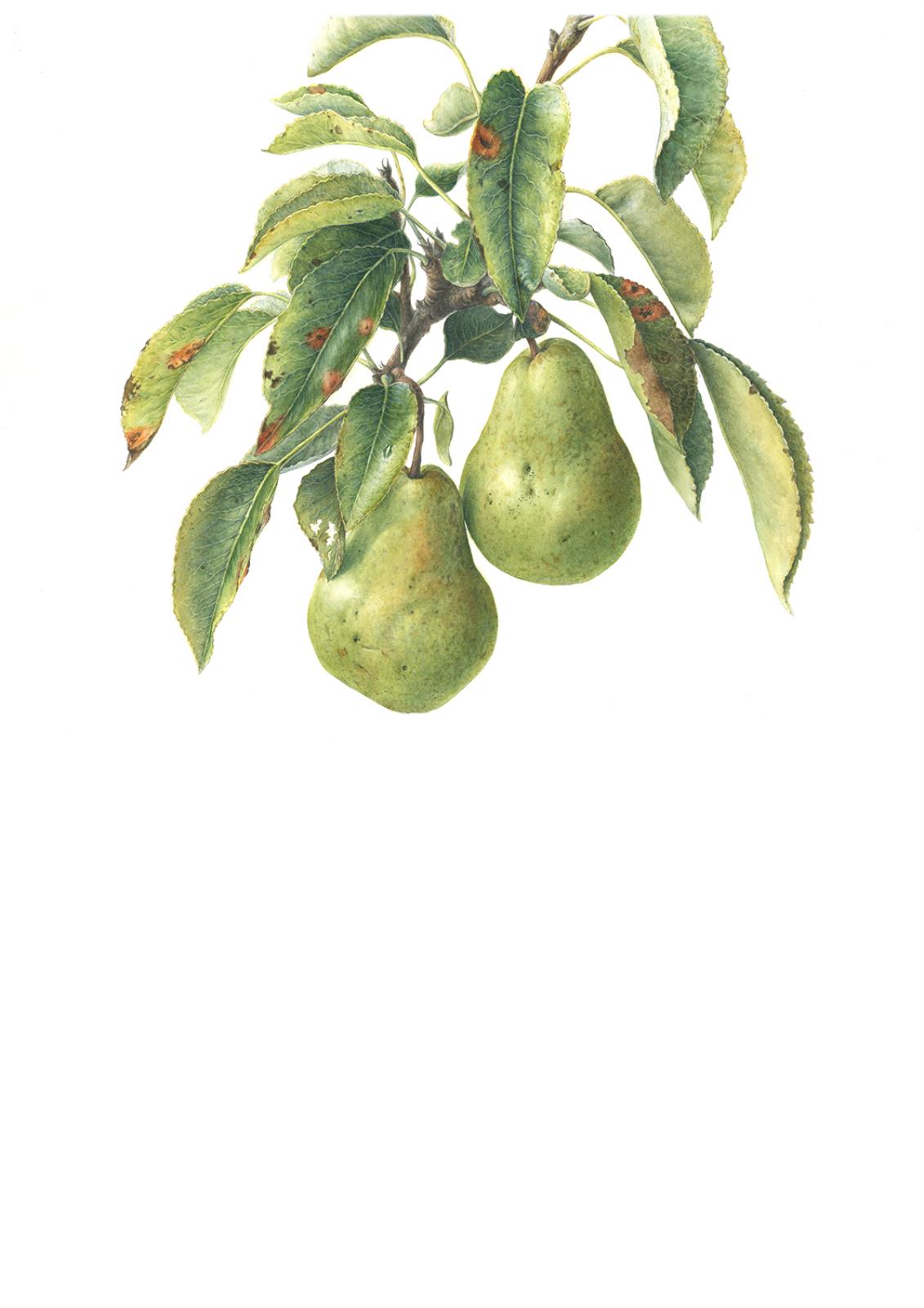 Conference Pear