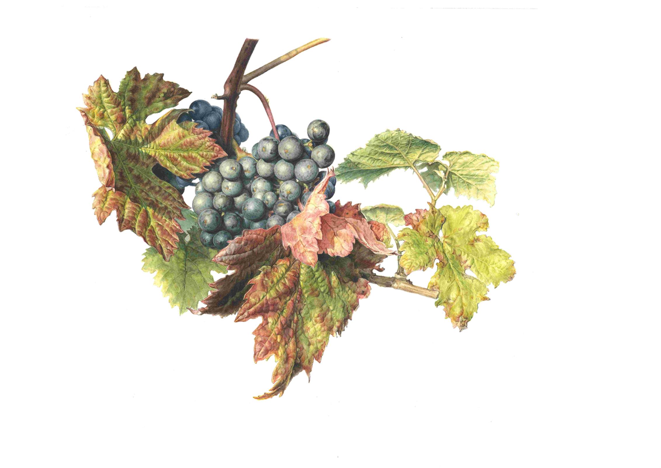 Rondo Grape