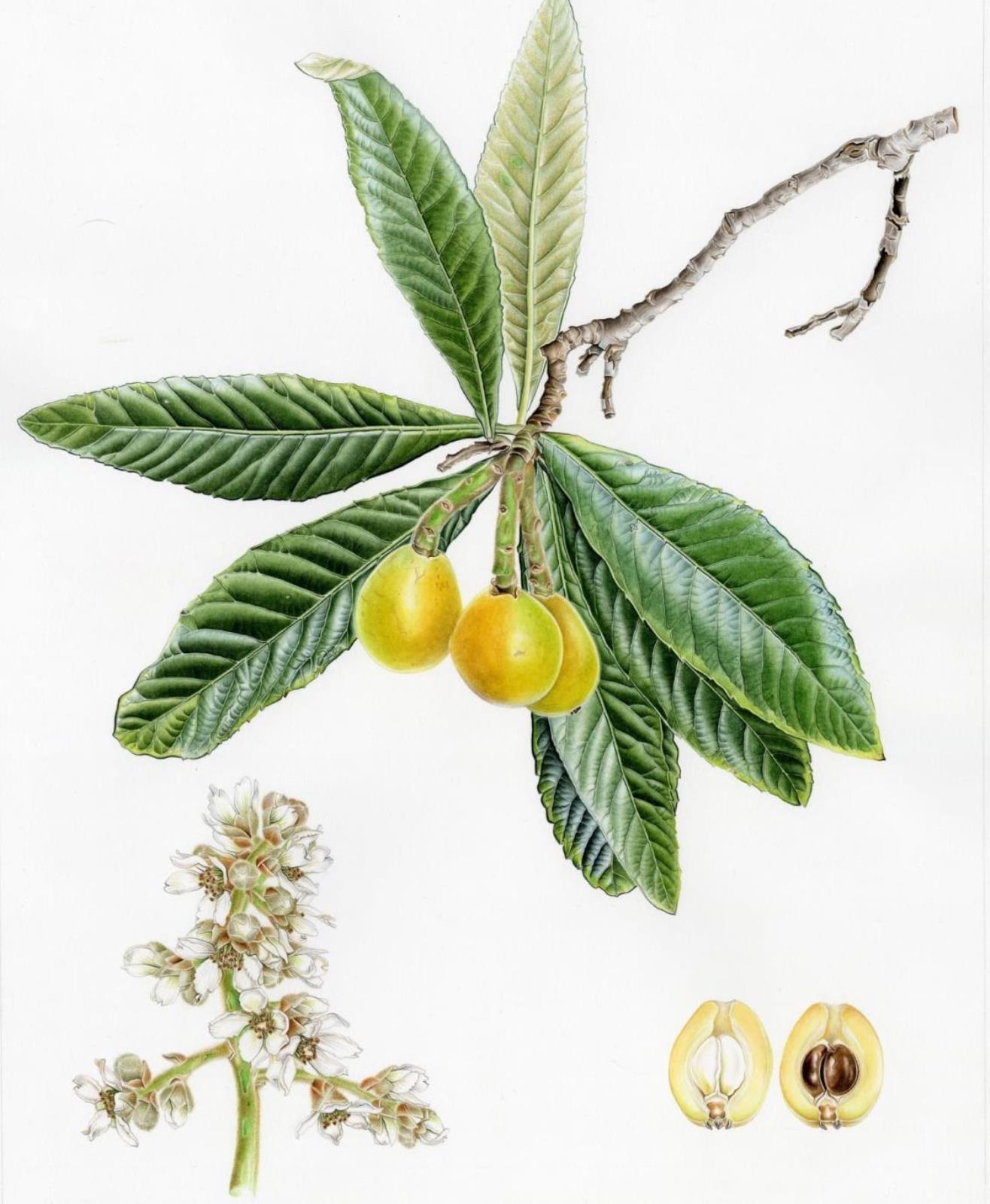 Eriobotrya japonica (Thunb.) Lindl. 