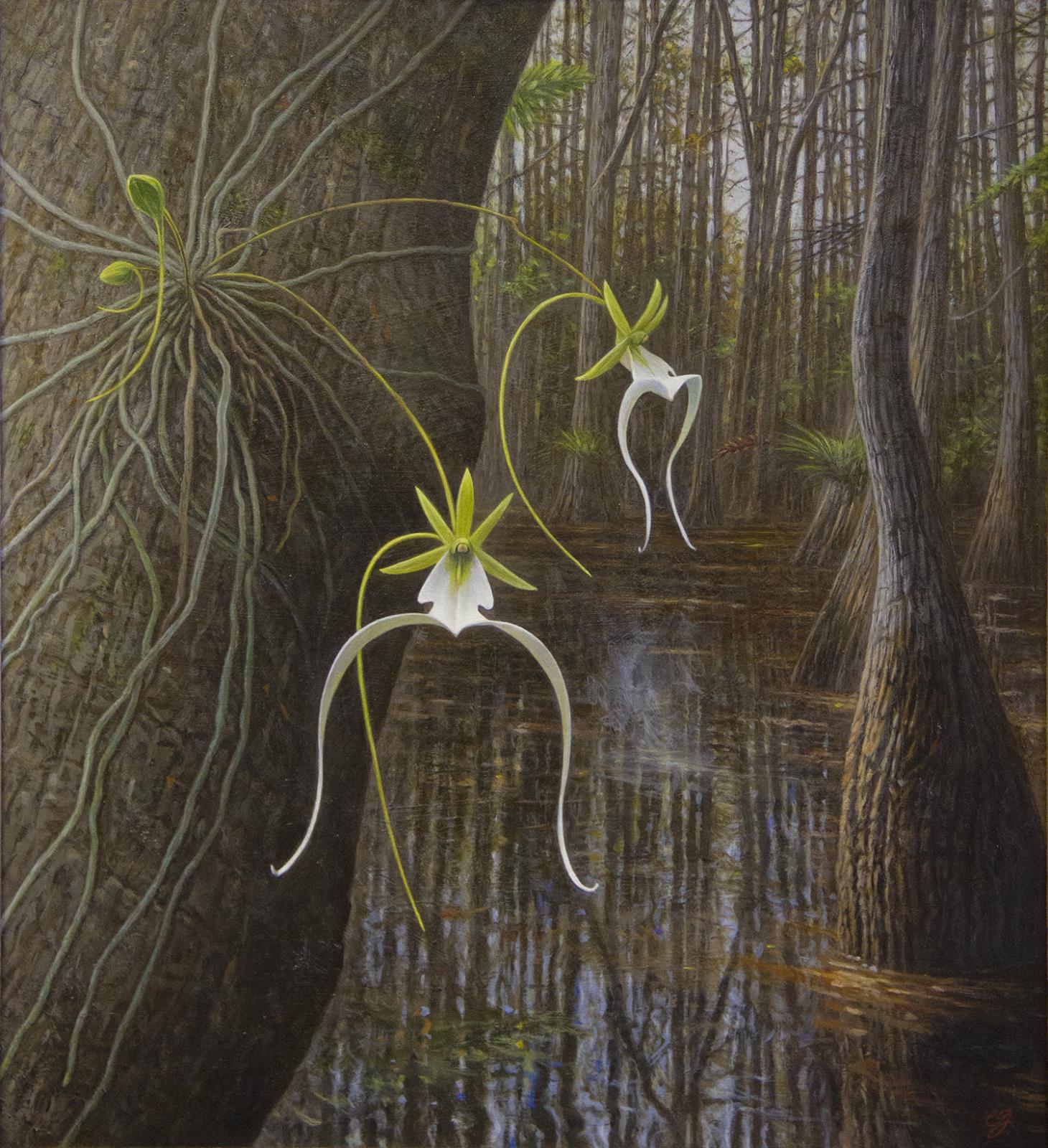 The Ghost Orchid - Dendrophylax lindenii