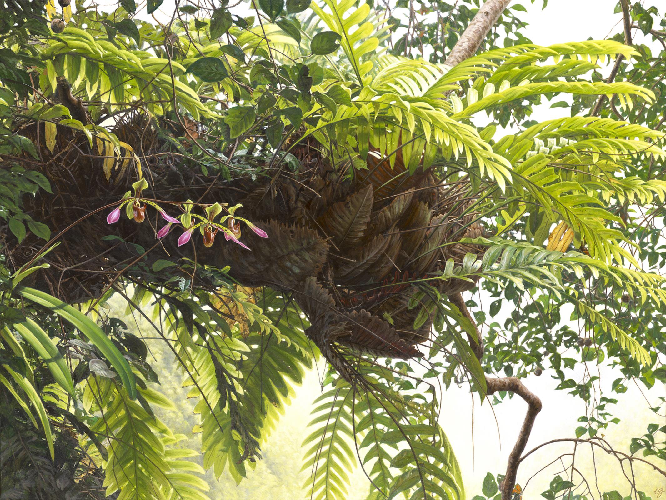 Jewel of Borneo - Paphiopedilum lowii & oakleaf fern