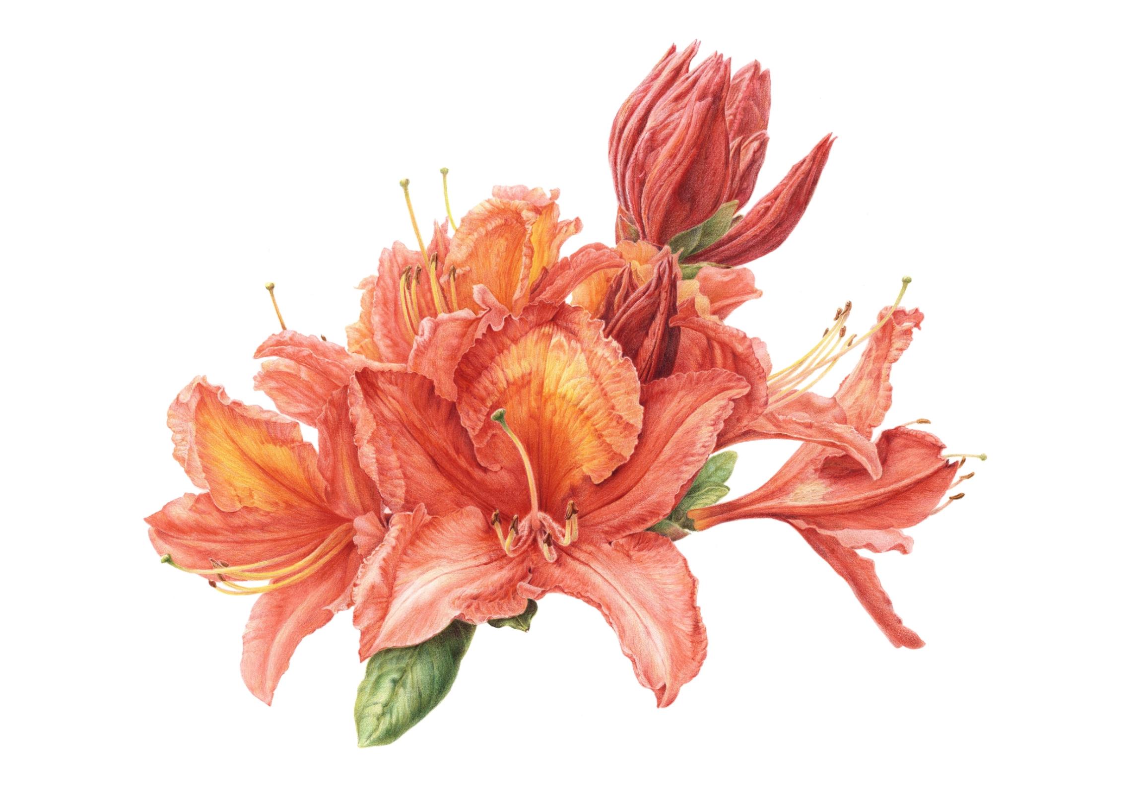 Rhododendron japonicum (Blume) C.K.Schneid.
