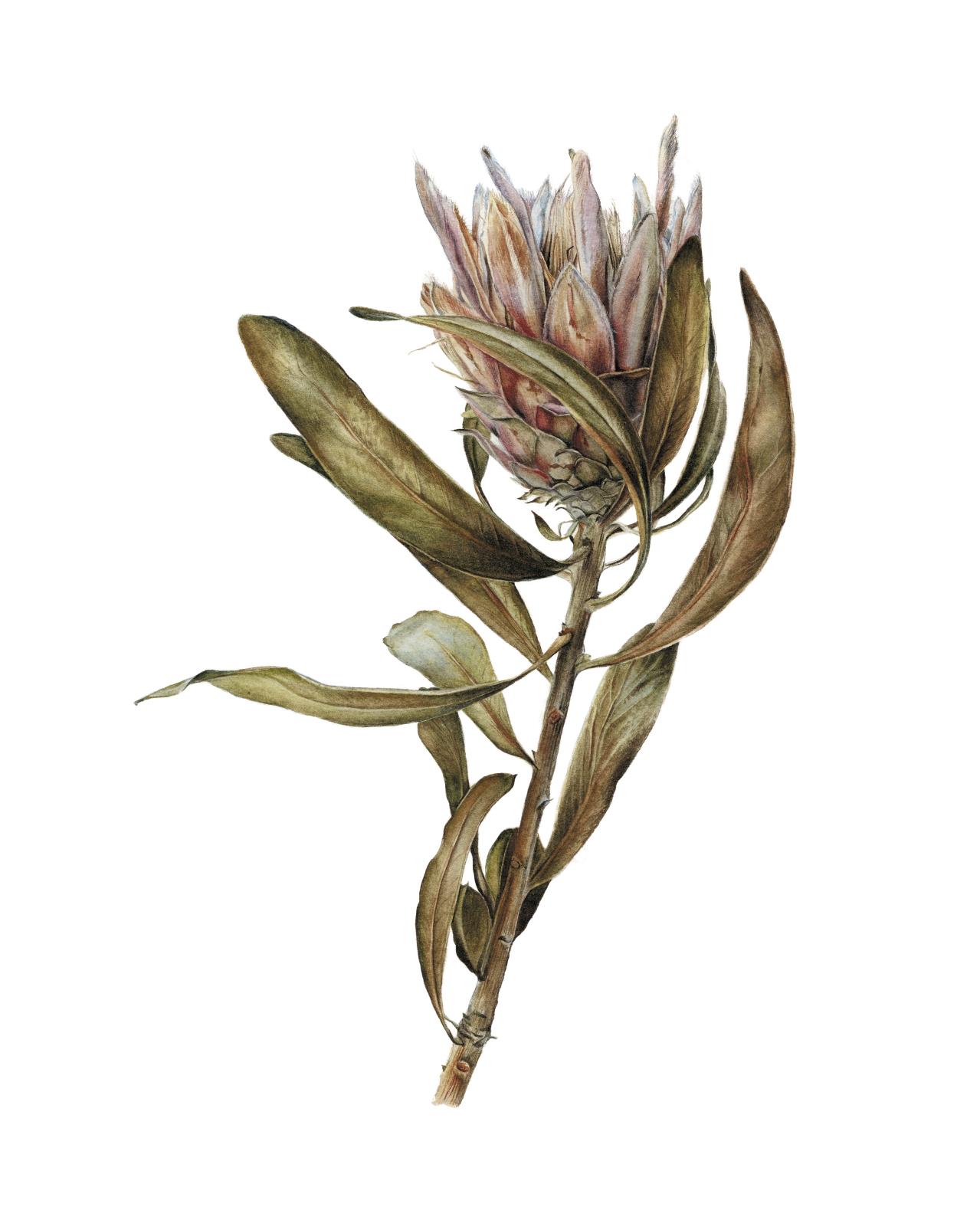 Dry Protea