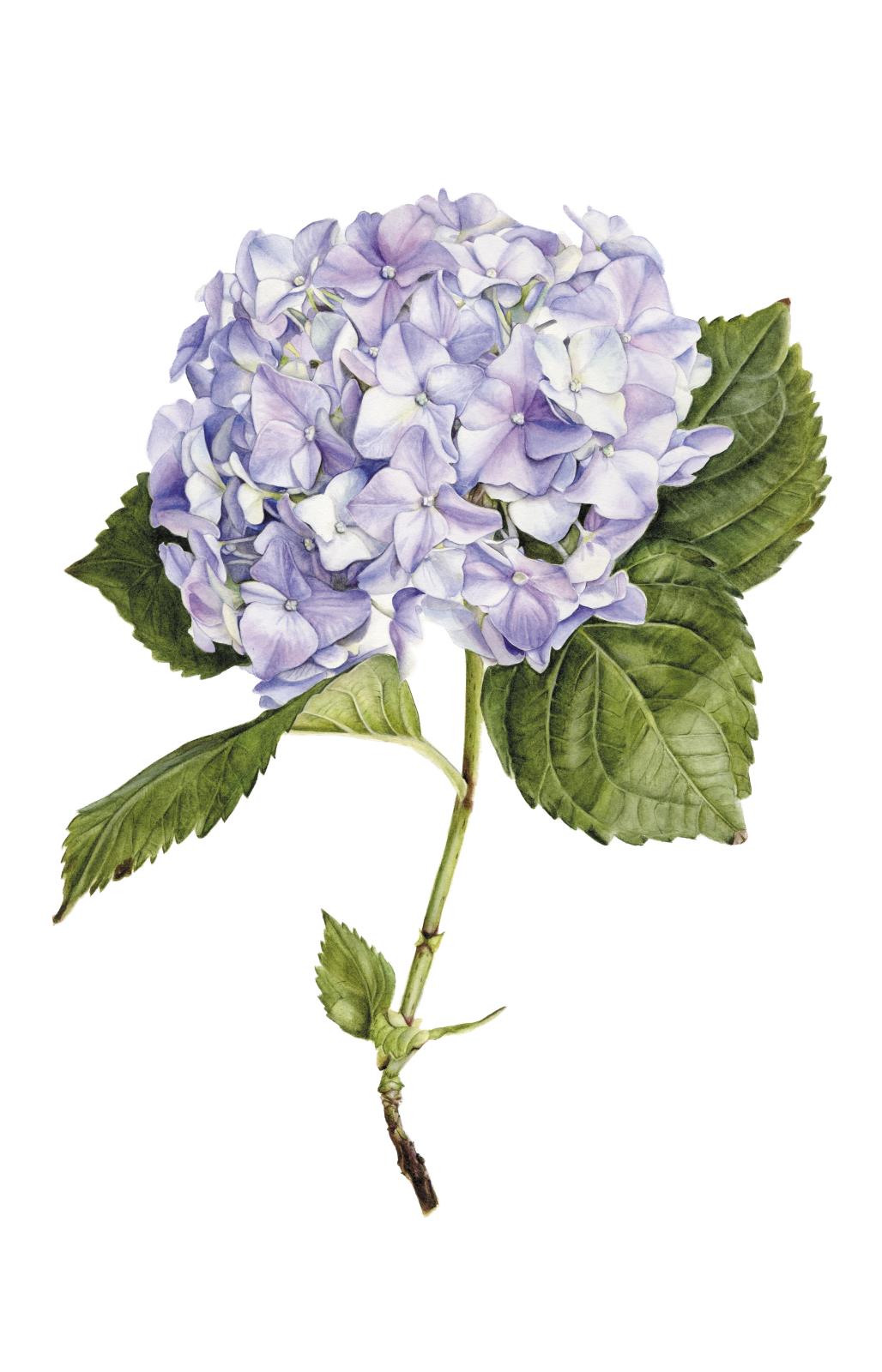 Hydrangea