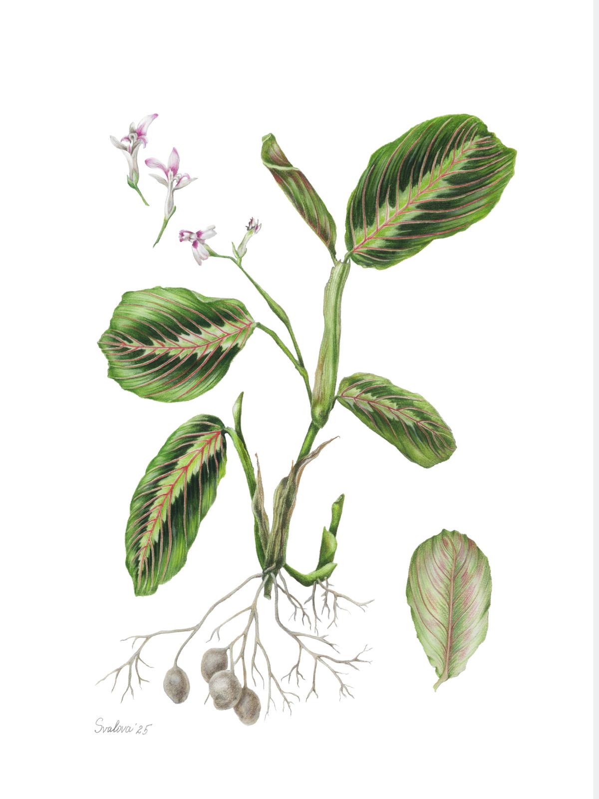 Maranta leuconeura Tricolor