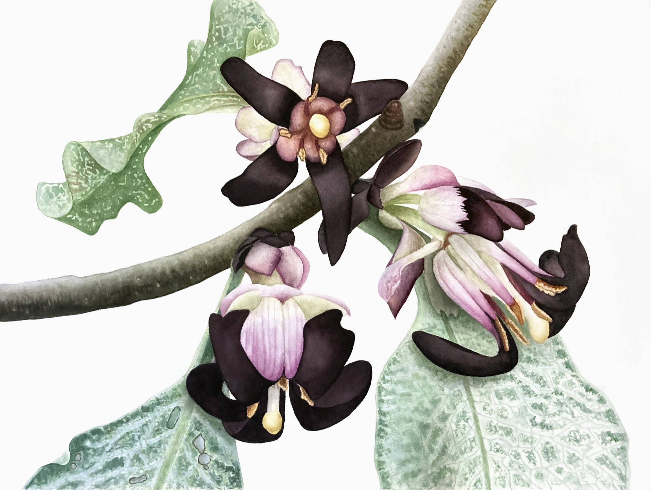 Pittosporum tenuifolium 'Irene Paterson' flowers