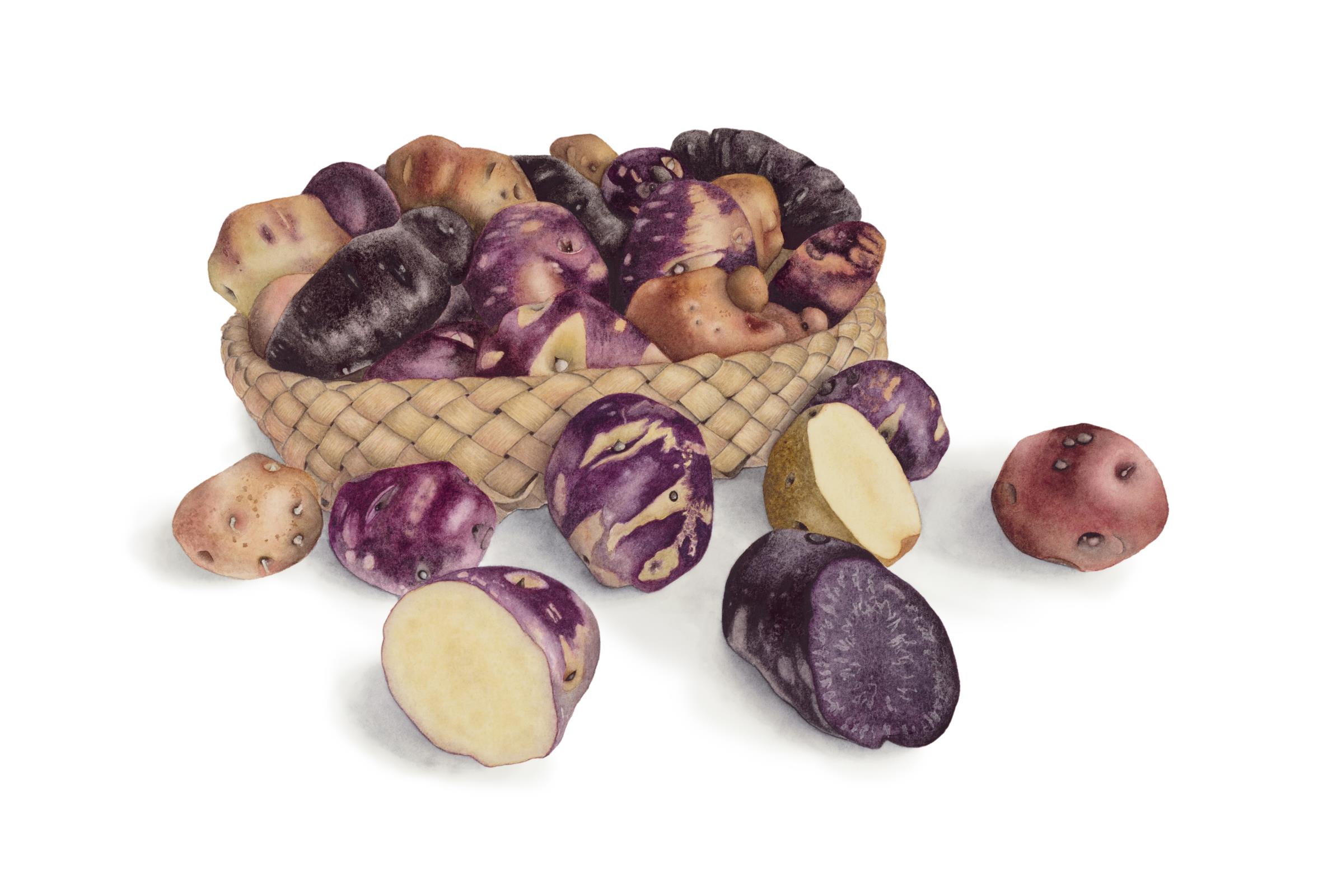 Maori potatoes (Taewa) - Solanum tuberosum