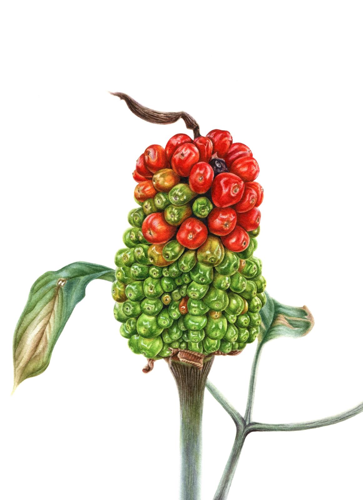 Arisaema japonicum
