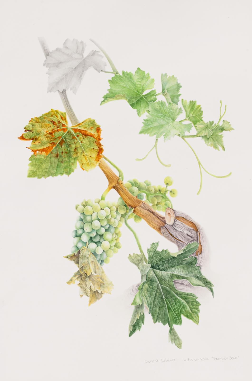 Vitis vinifera, Sauvignon Blanc.