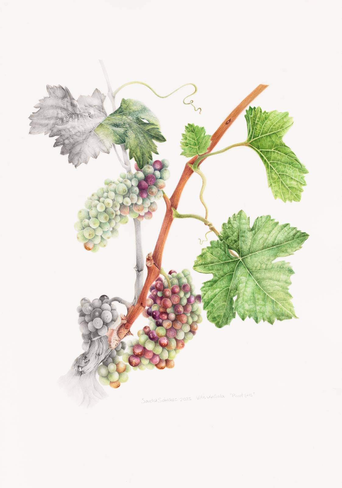 Vitis vinifera, Pinot gris.