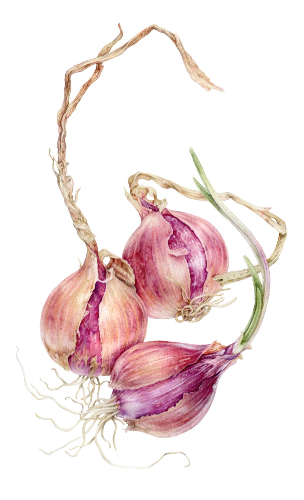 Tropea Onions