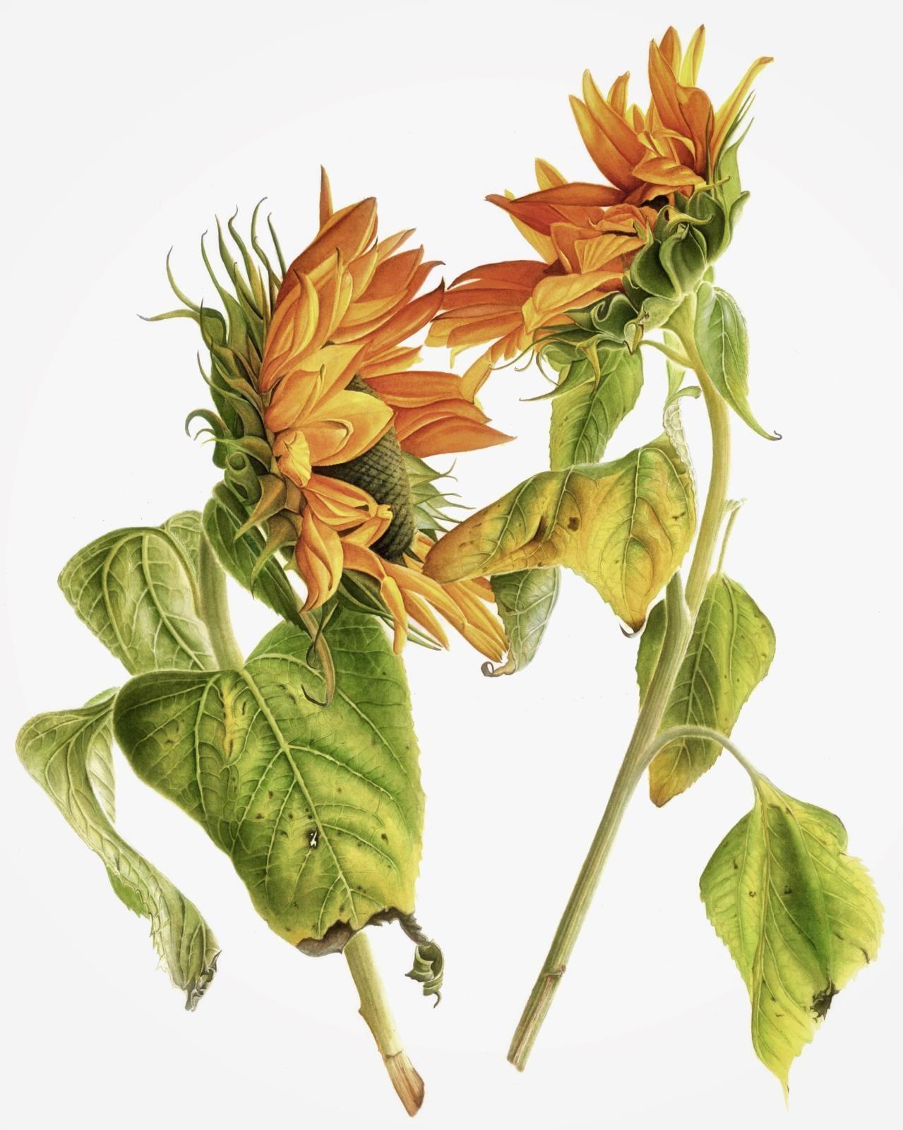 Sunflower arrangement /No matter what love will save the world