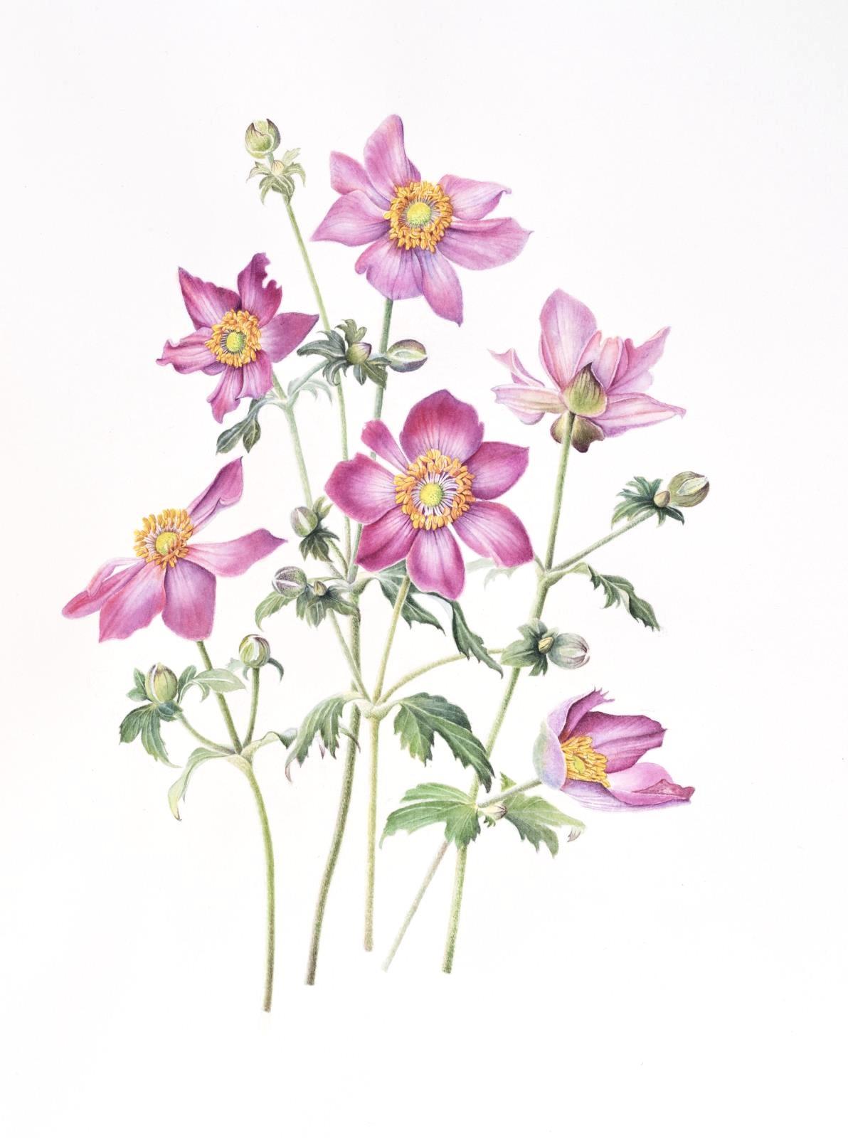 Anemone arrangement