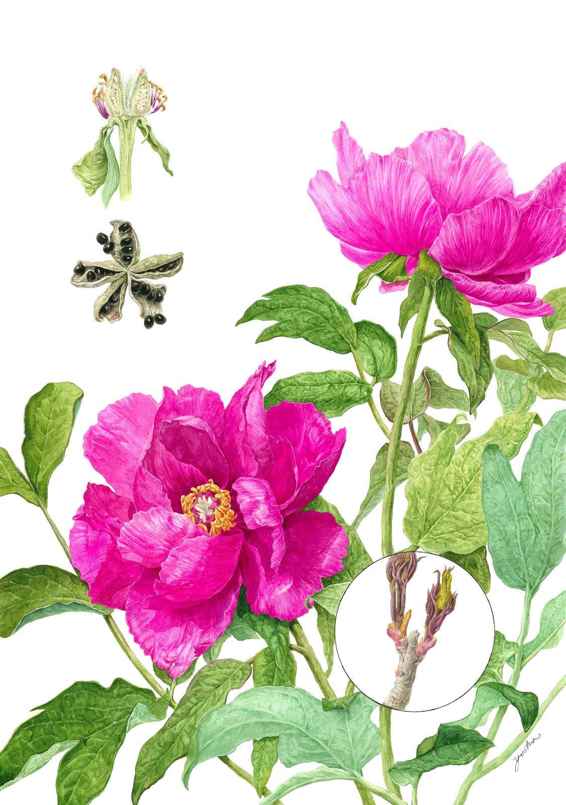 Tree peony