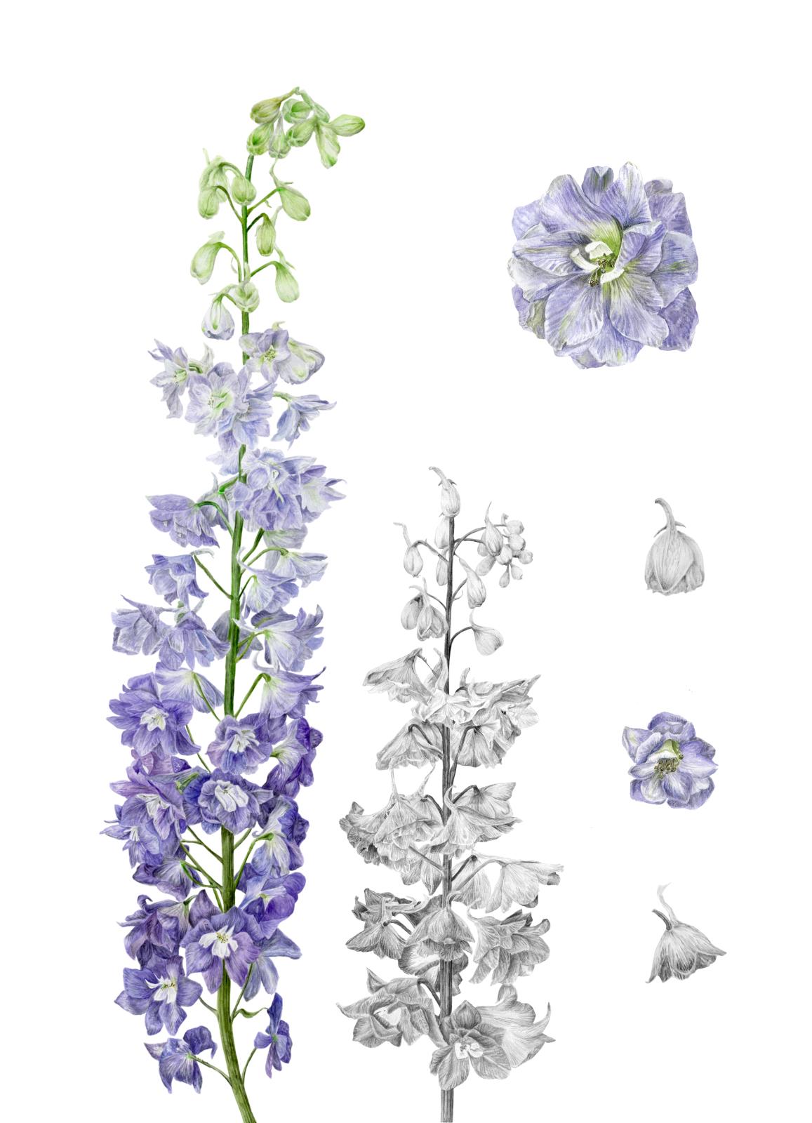 Delphinium Elatum
