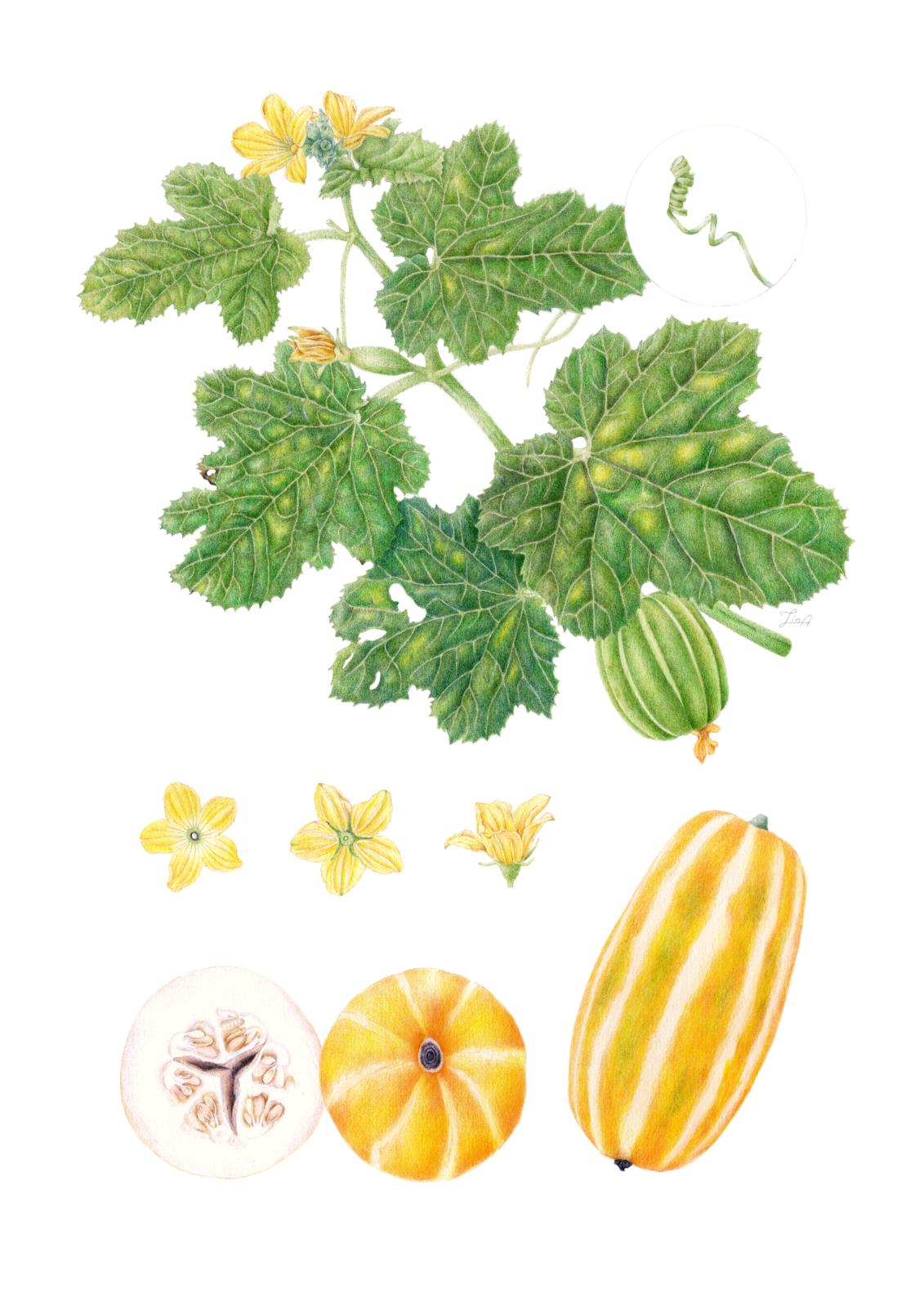 Cucumis melo L.