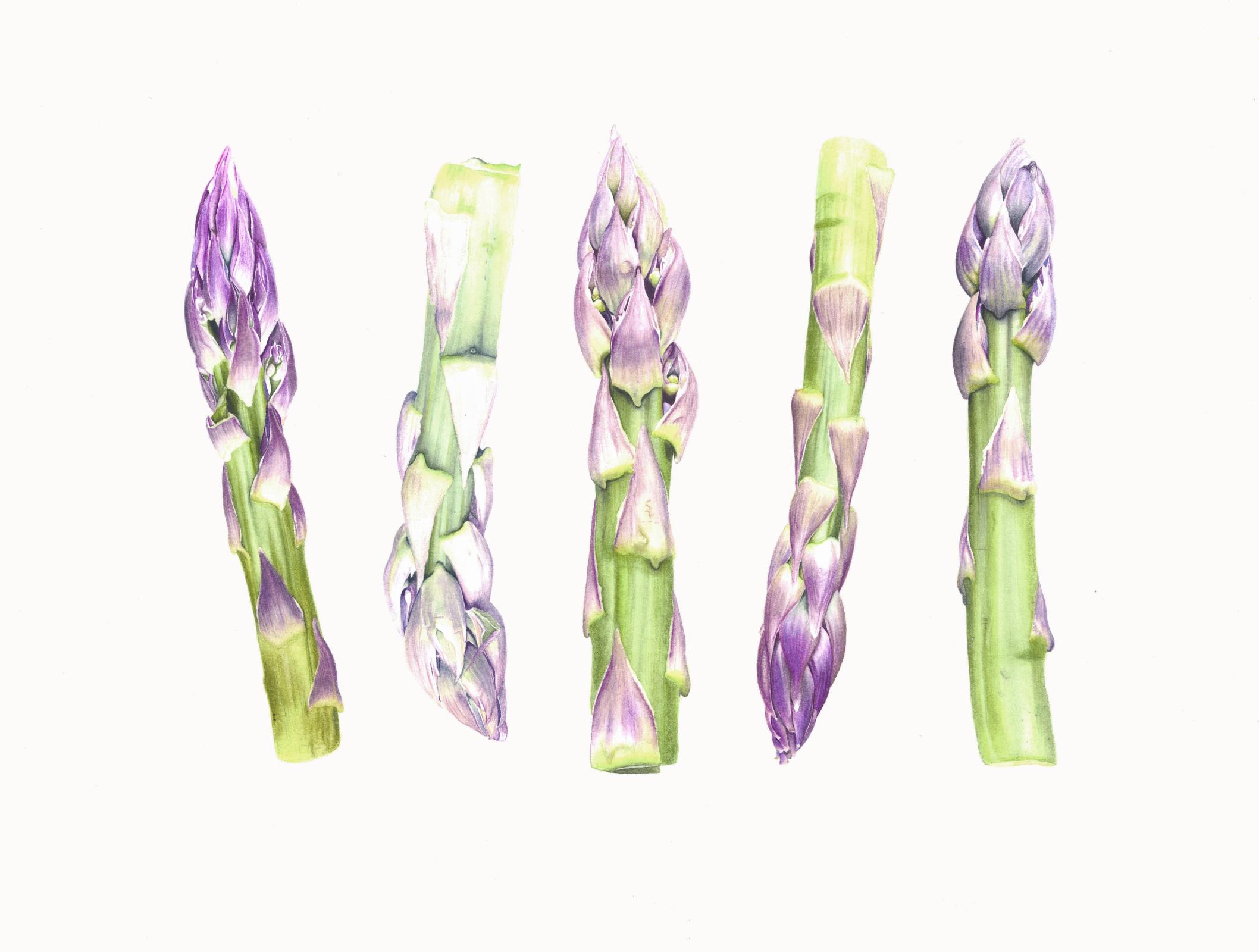 Asparagus Gijnlim