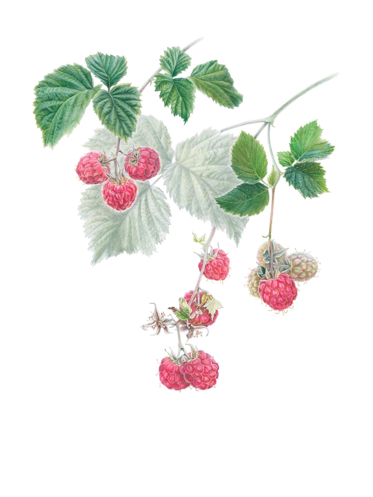 Rubus idaeus: ripening