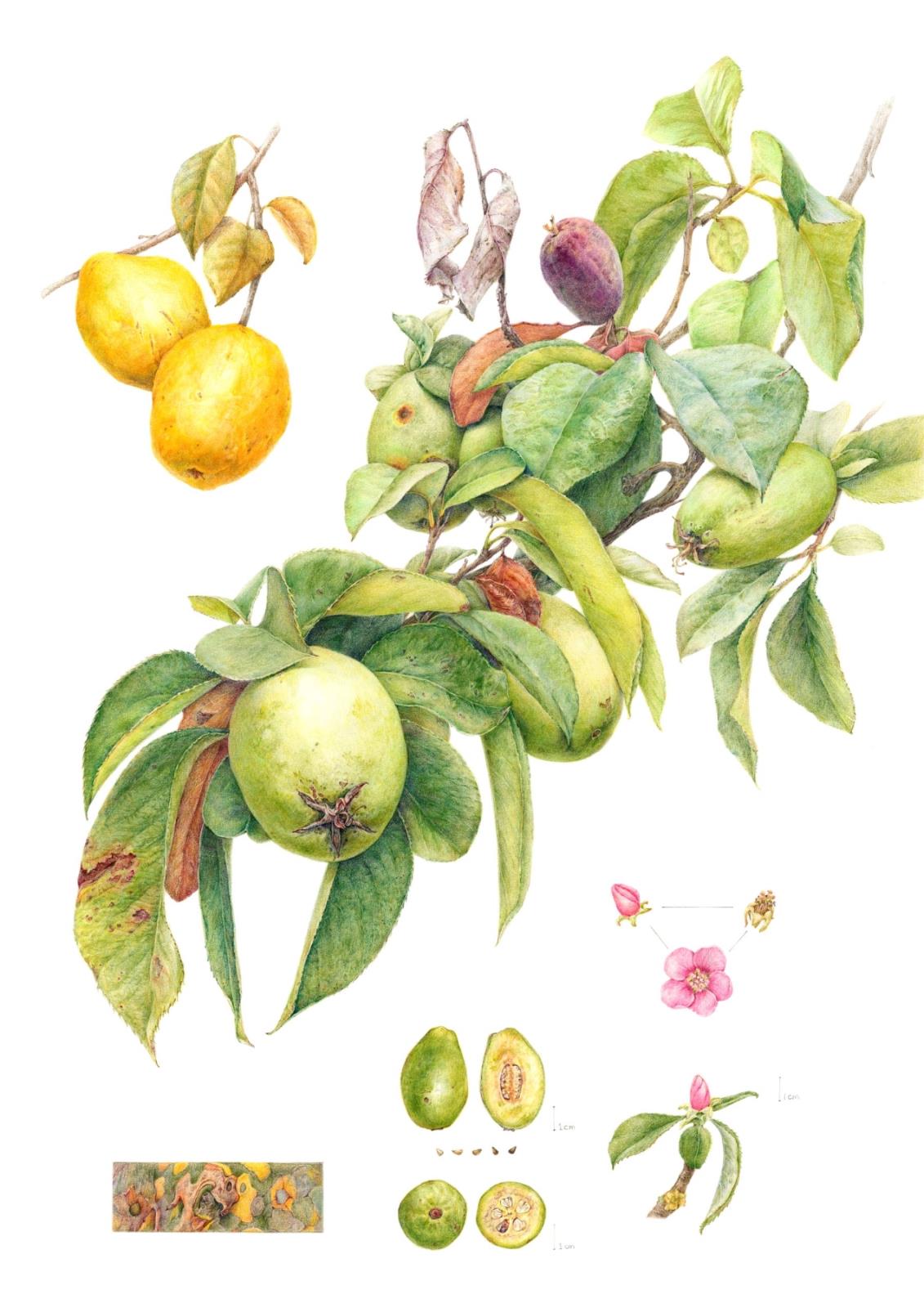 Chaenomeles sinensis Koehne