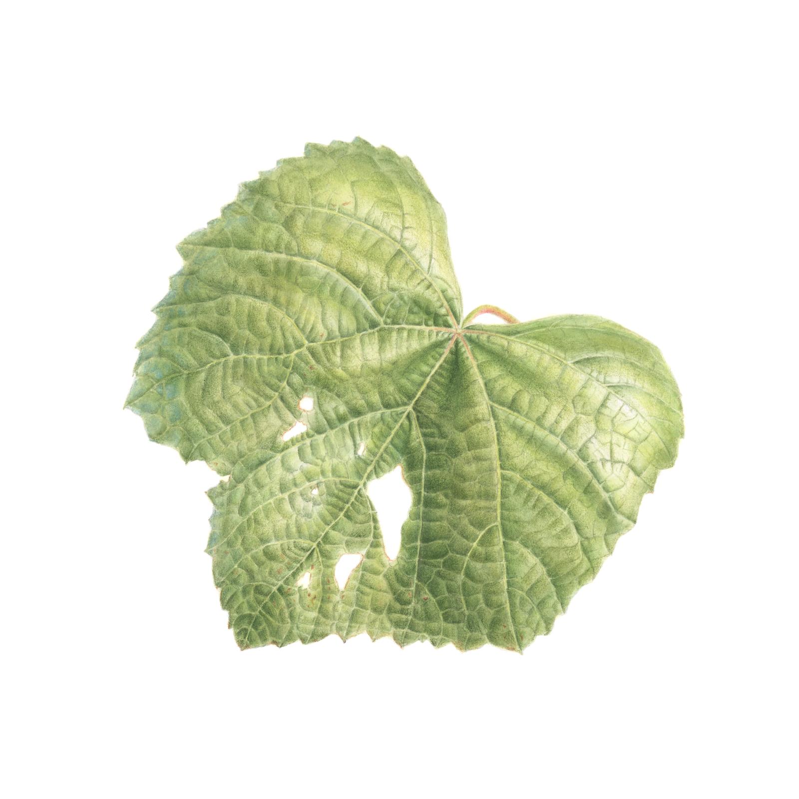Vitis vinifera