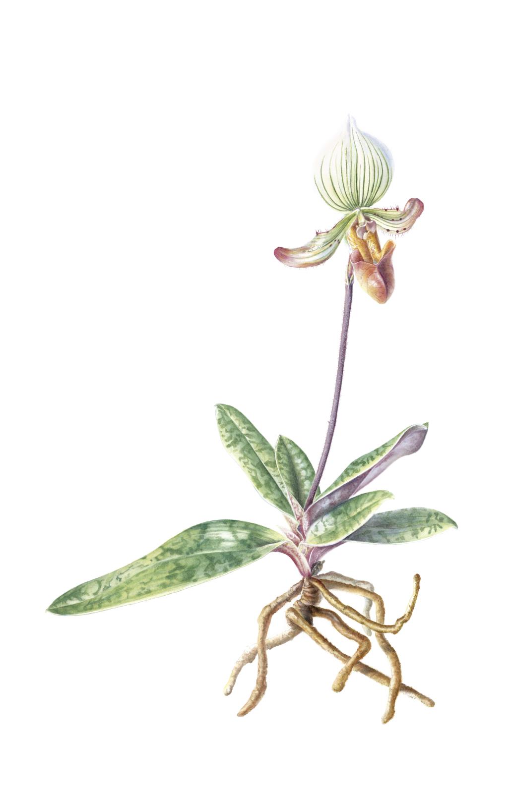 Paphiopedilum 'Memoria Helene Colbert'