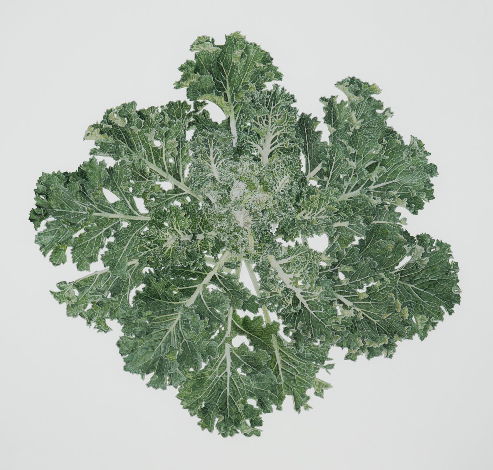 Brassica oleracea 'Frost Byte'