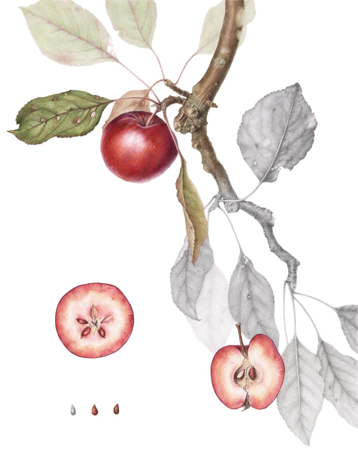Niedzwetzky’s Apple