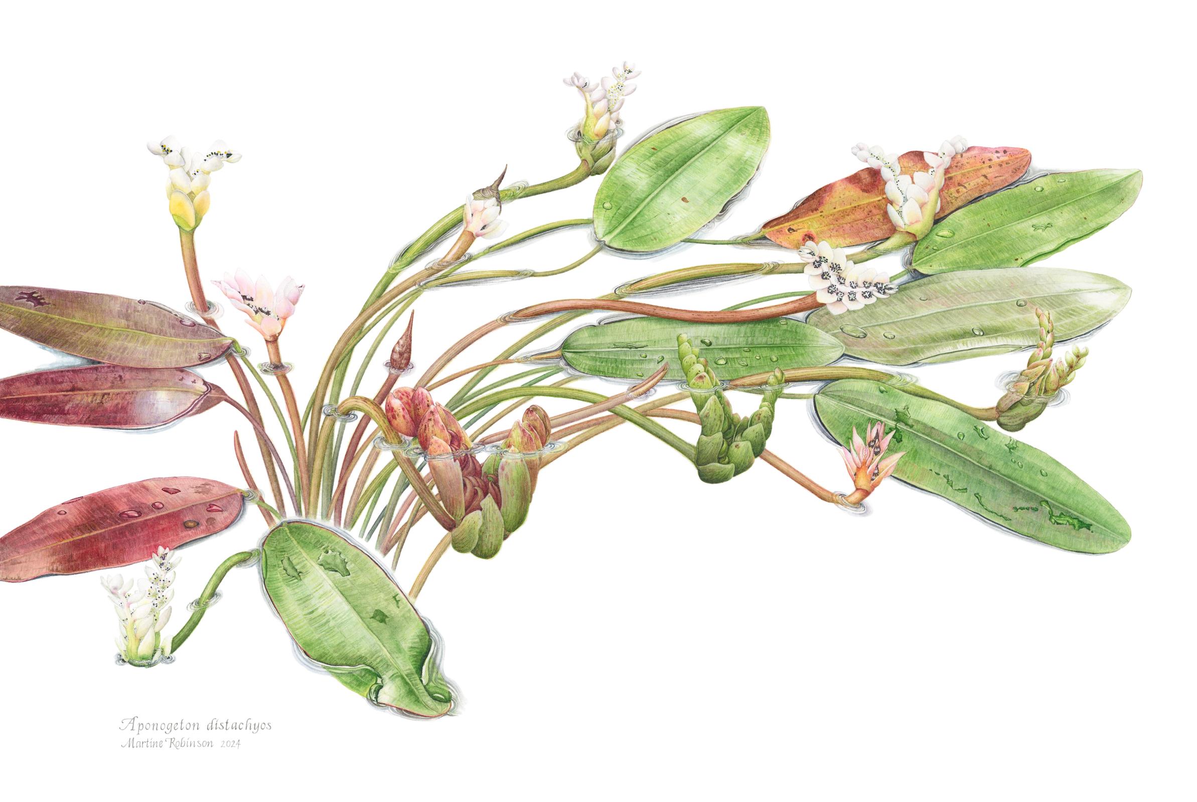 Aponogeton distachyos "Cape Pondweed"