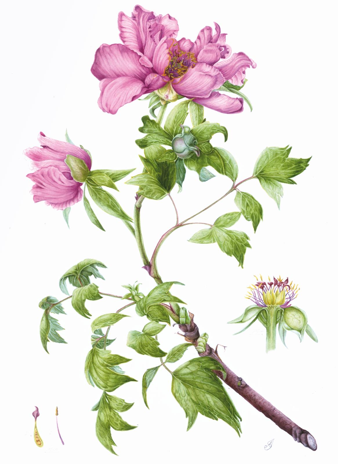 Paeonia suffructicosa