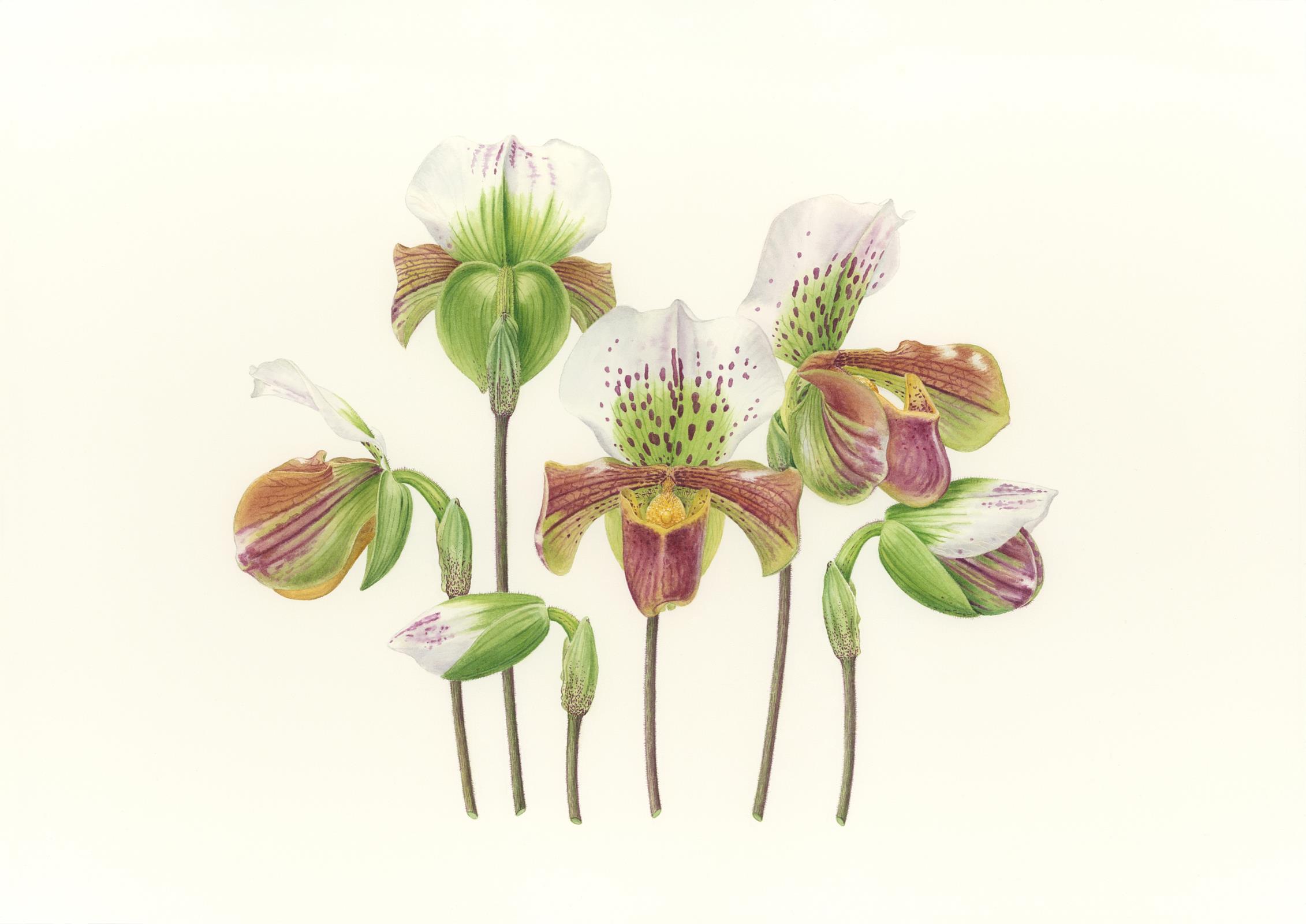 Paphiopedilum Hybrid