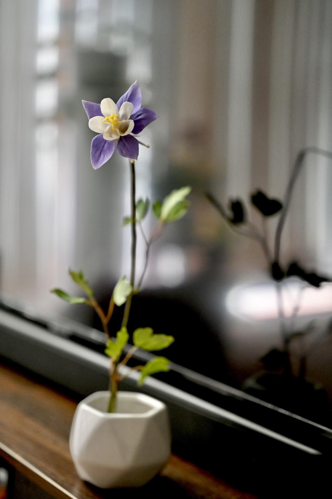 Aquilegia Caerulea