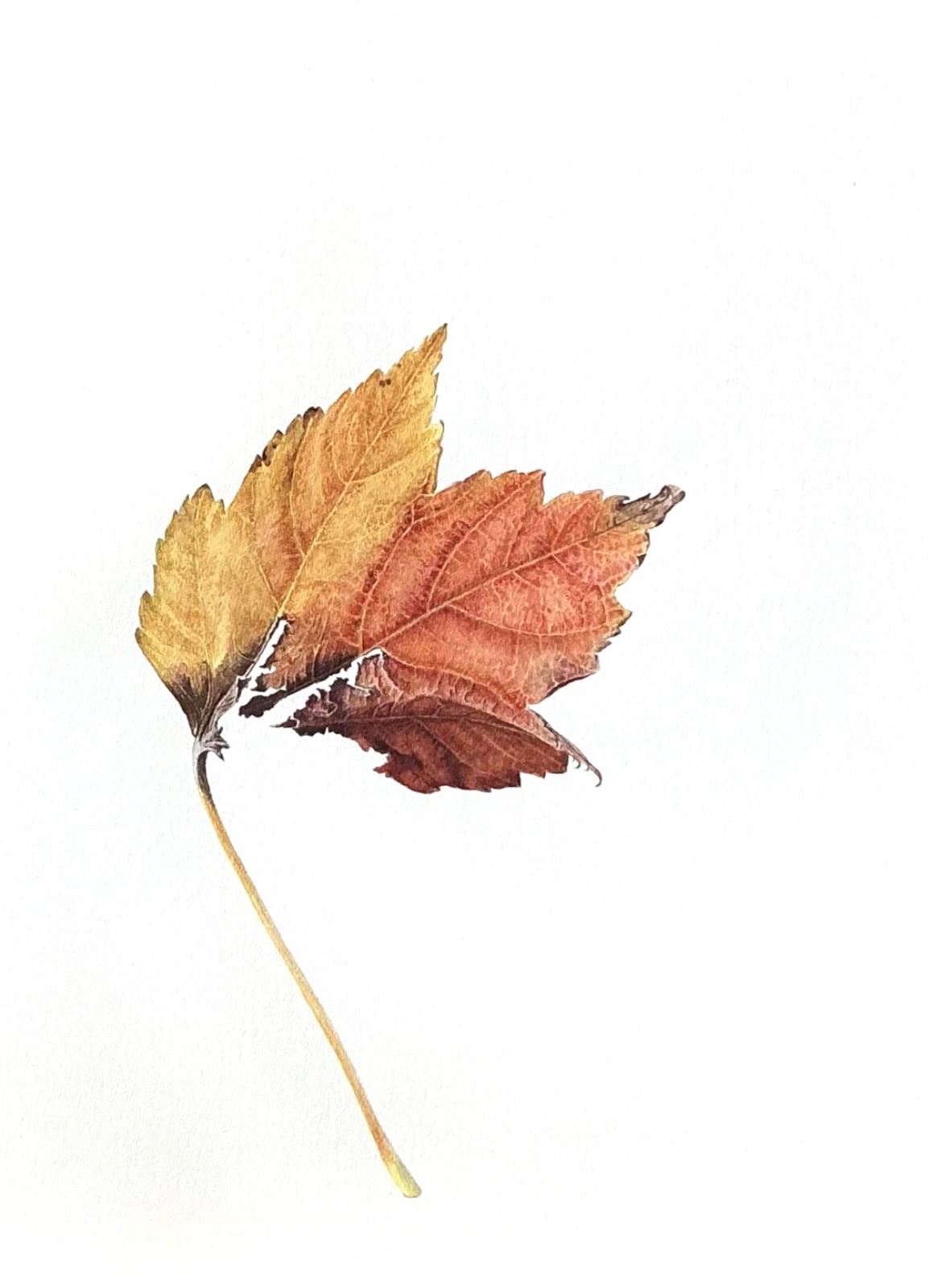 Acer leaf