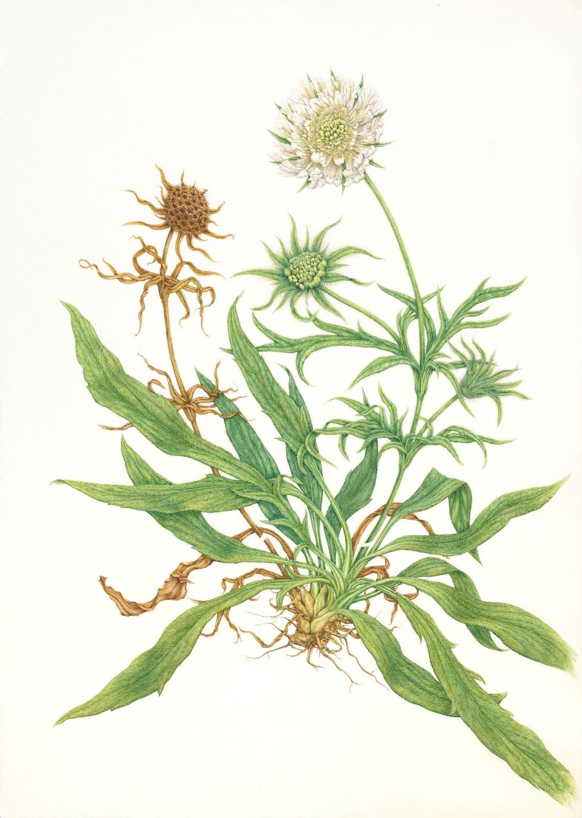 Scabiosa , Miss Wilmot'