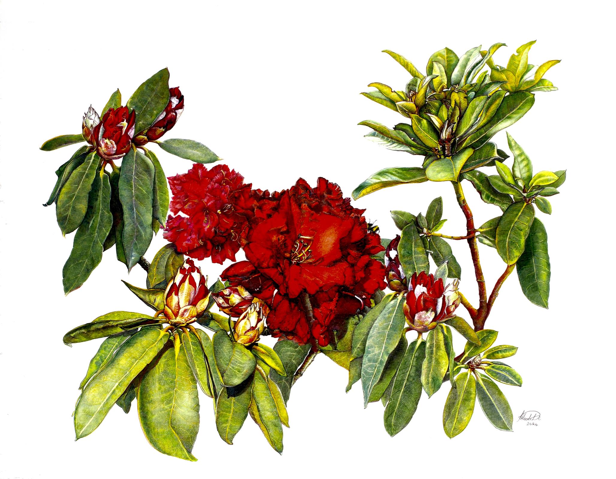 Rhododendron Red Jack