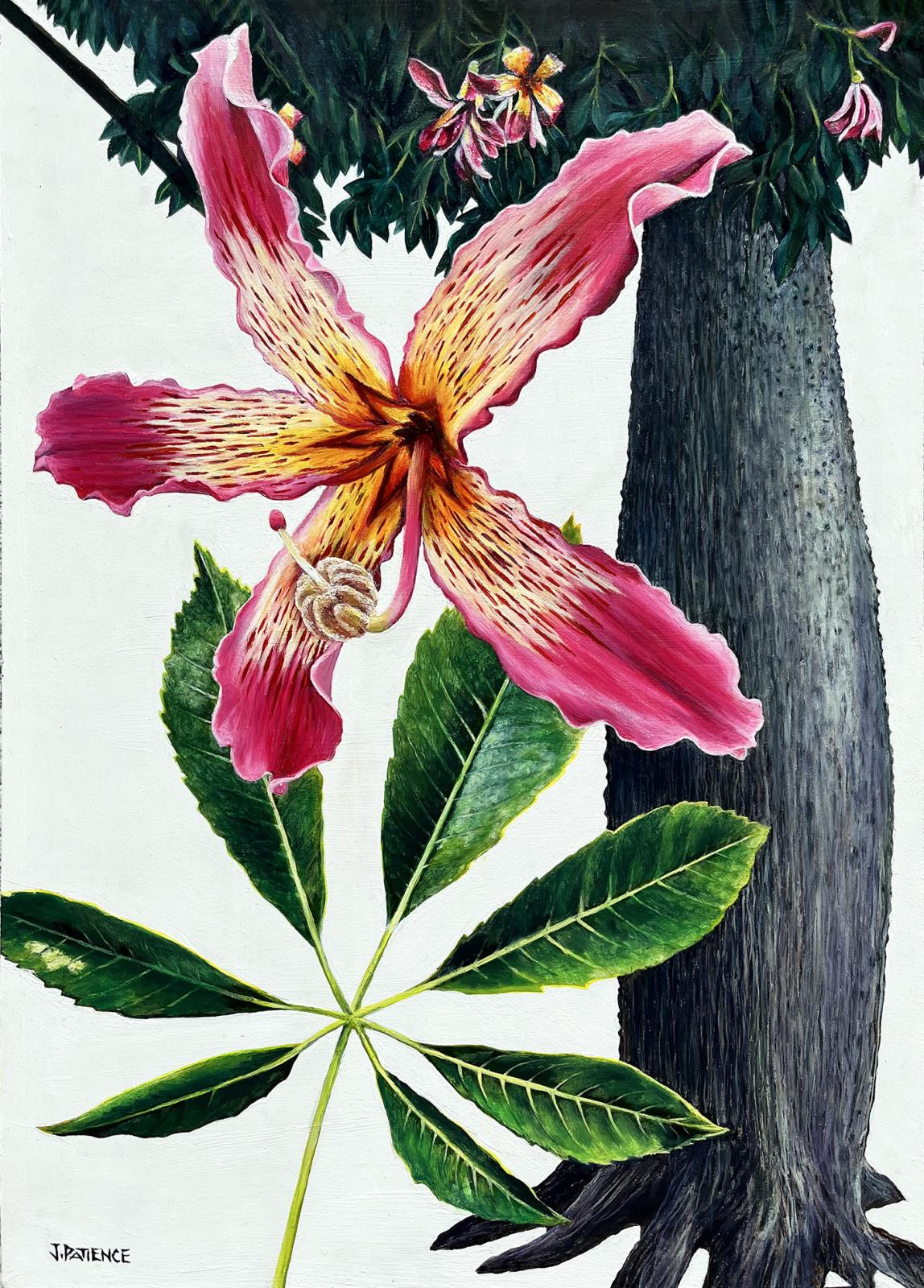 Silk Floss Tree