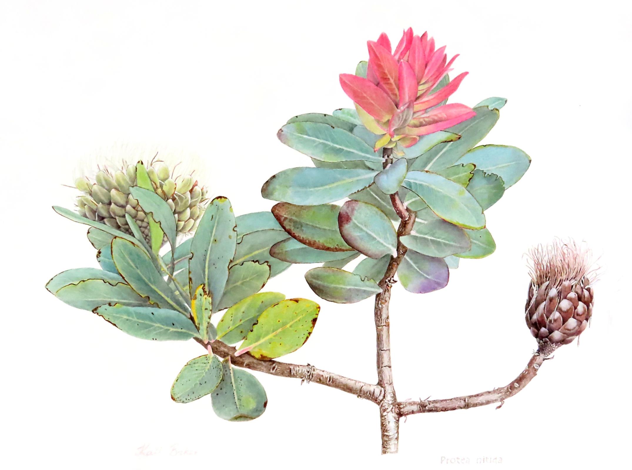Protea nitida
