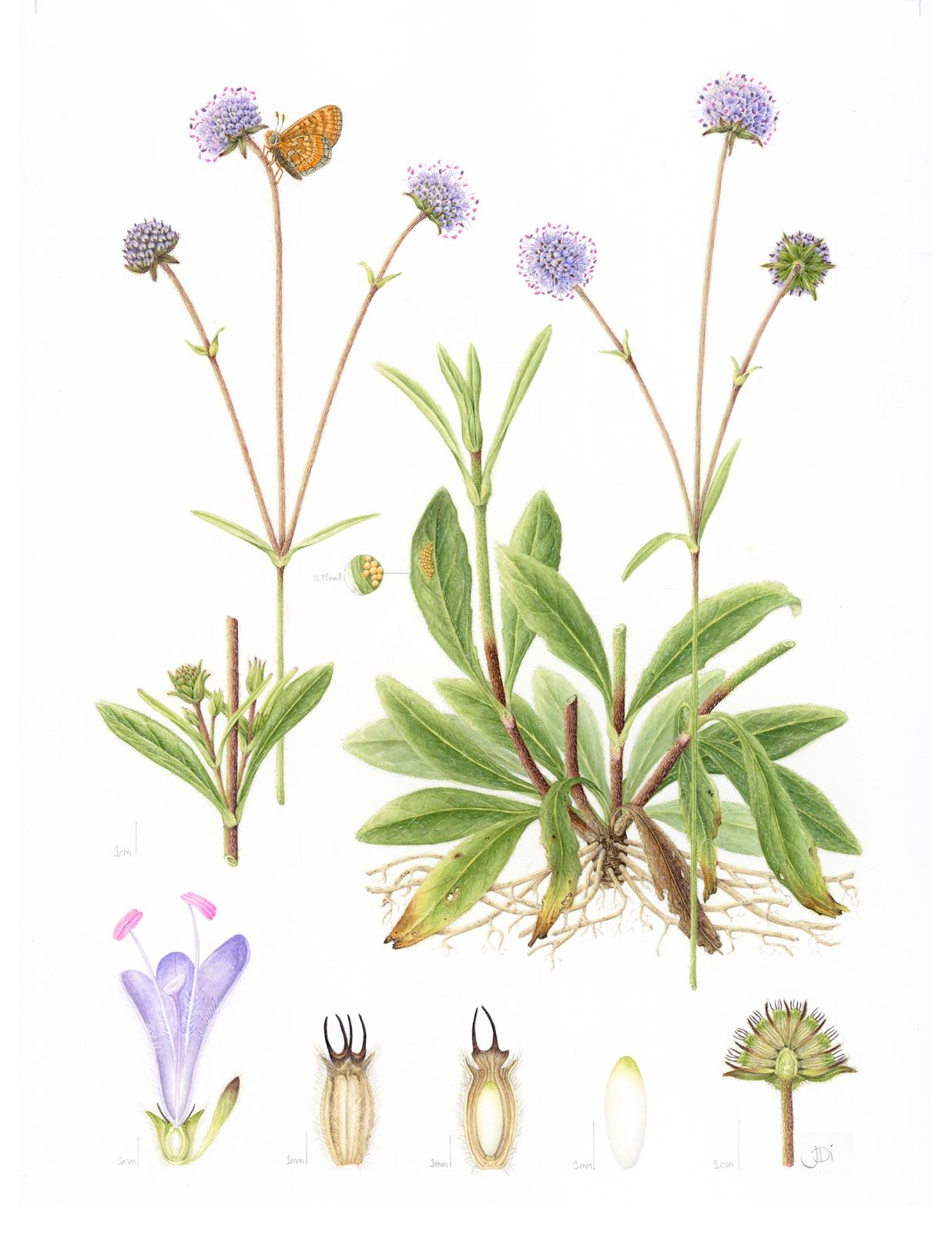 Succisa pratensis