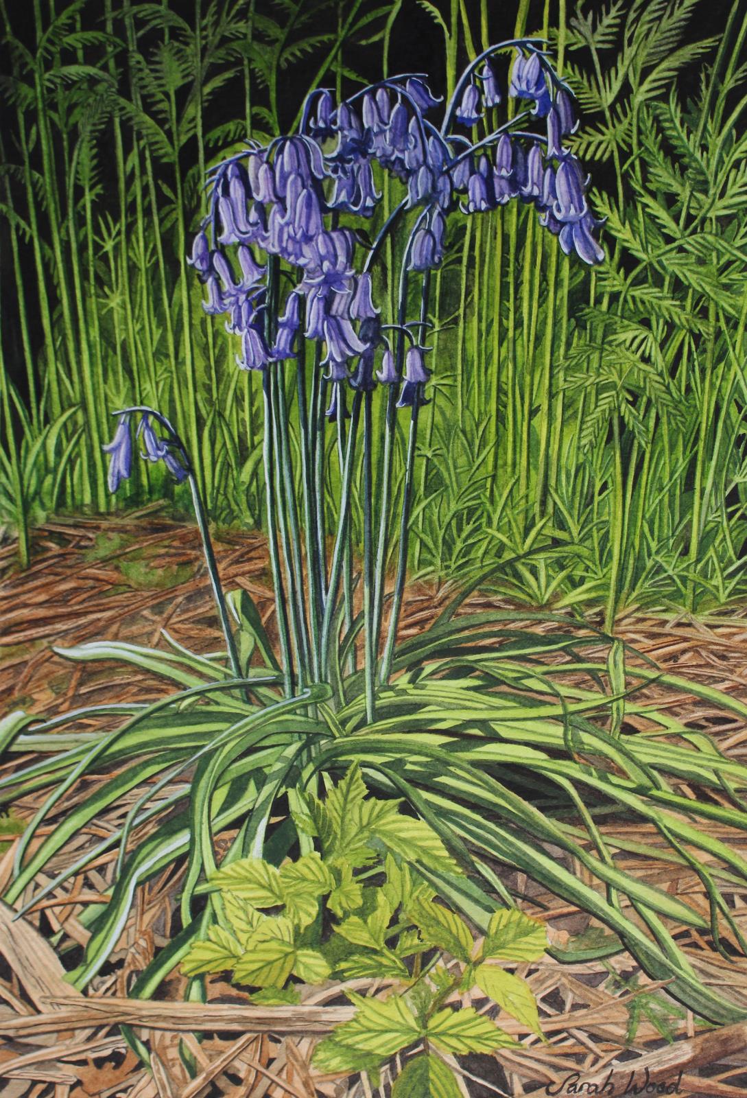 Bluebells
