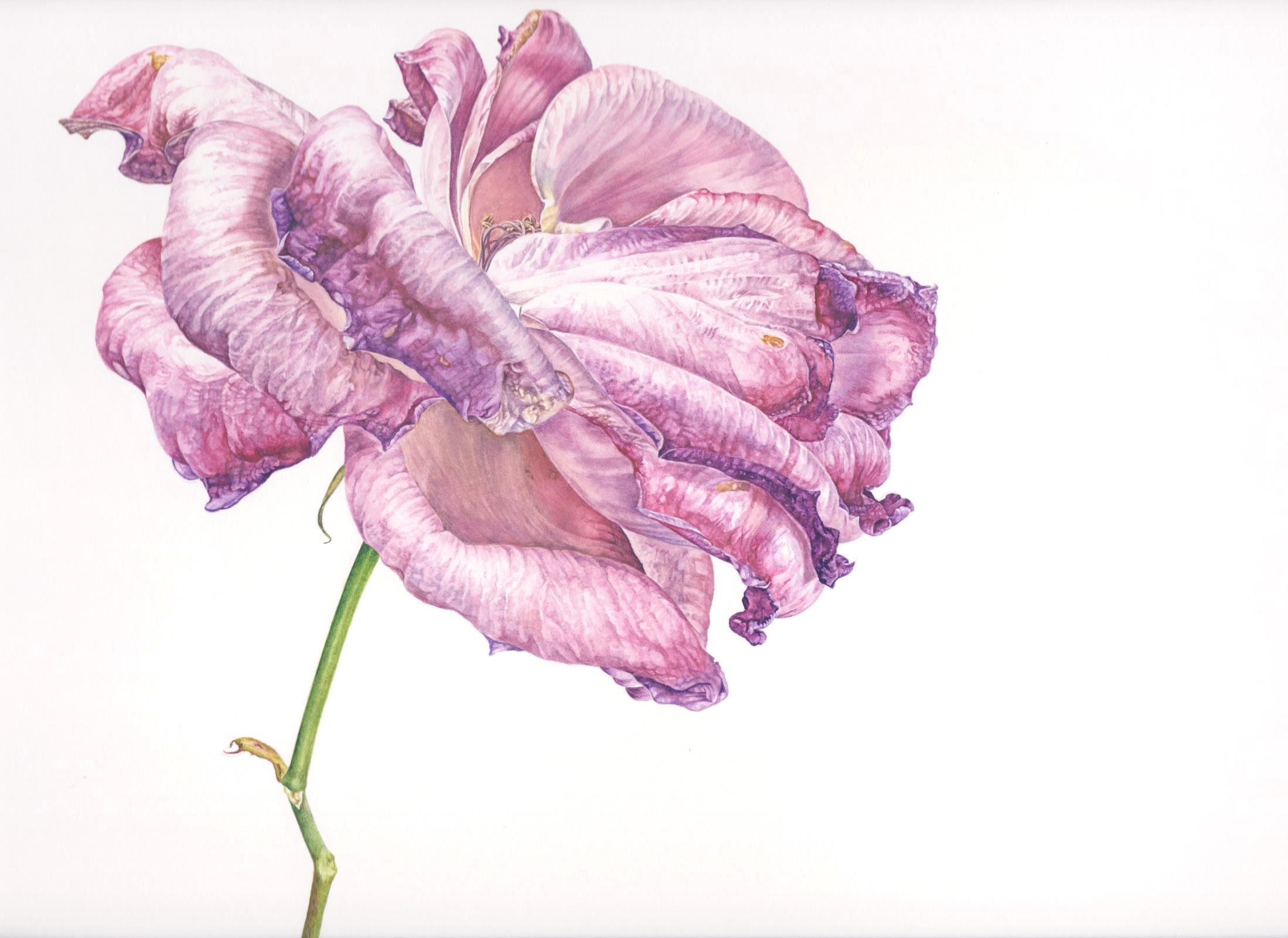 Fading Rose