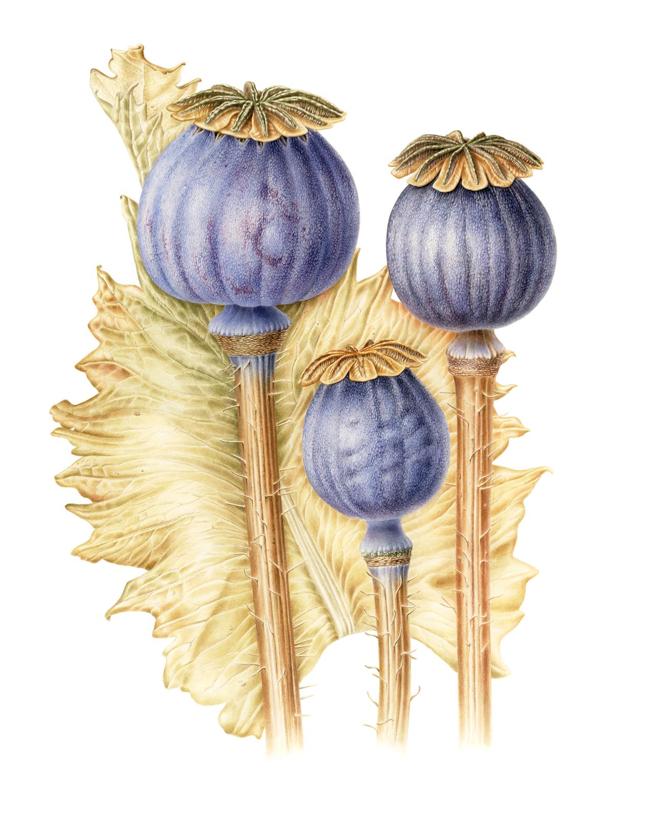 Trinitas