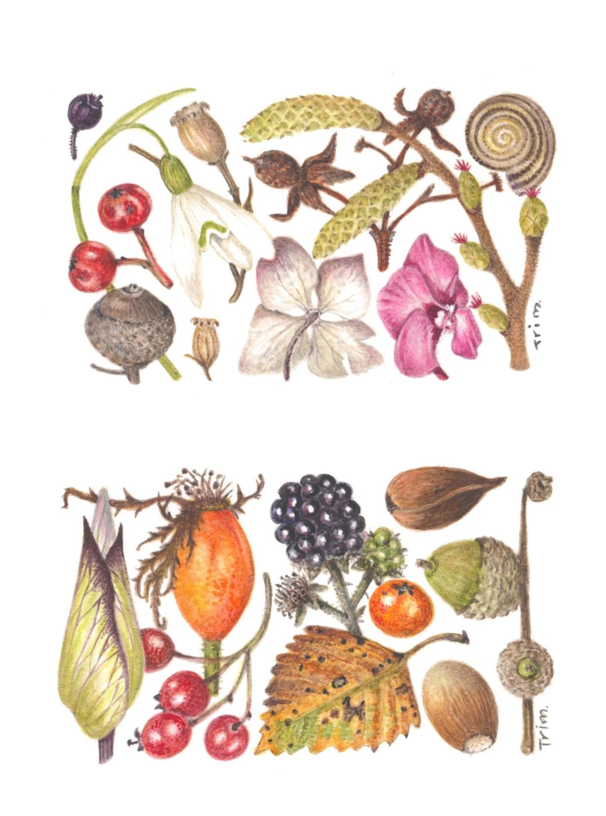 Natures Treasures - Autumn and Winter