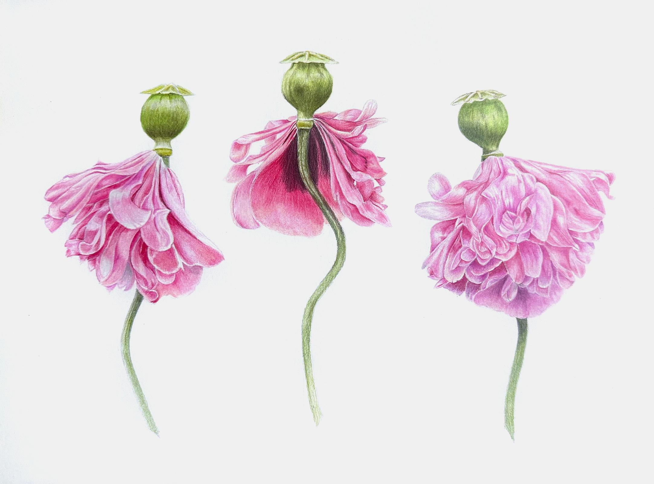 Dancing Poppies 