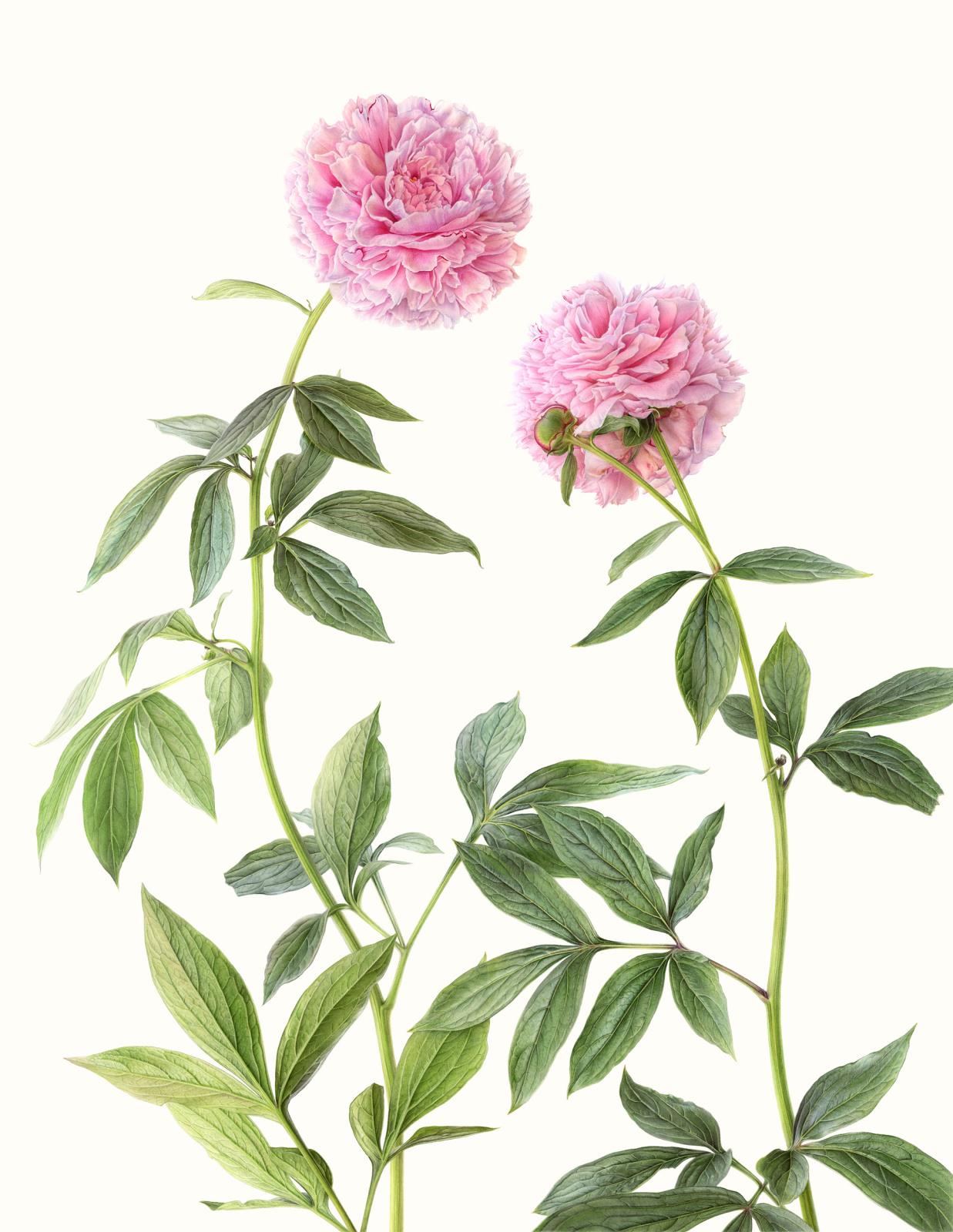 Peony 'Sarah Bernhardt'