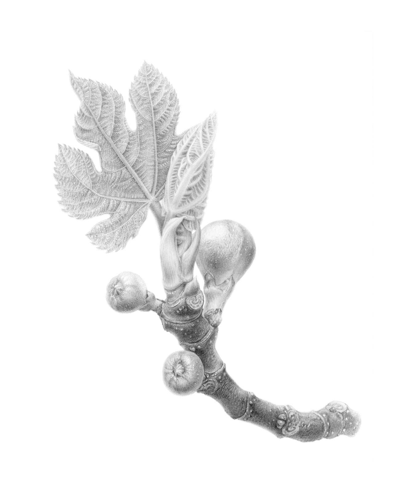 Young Figs