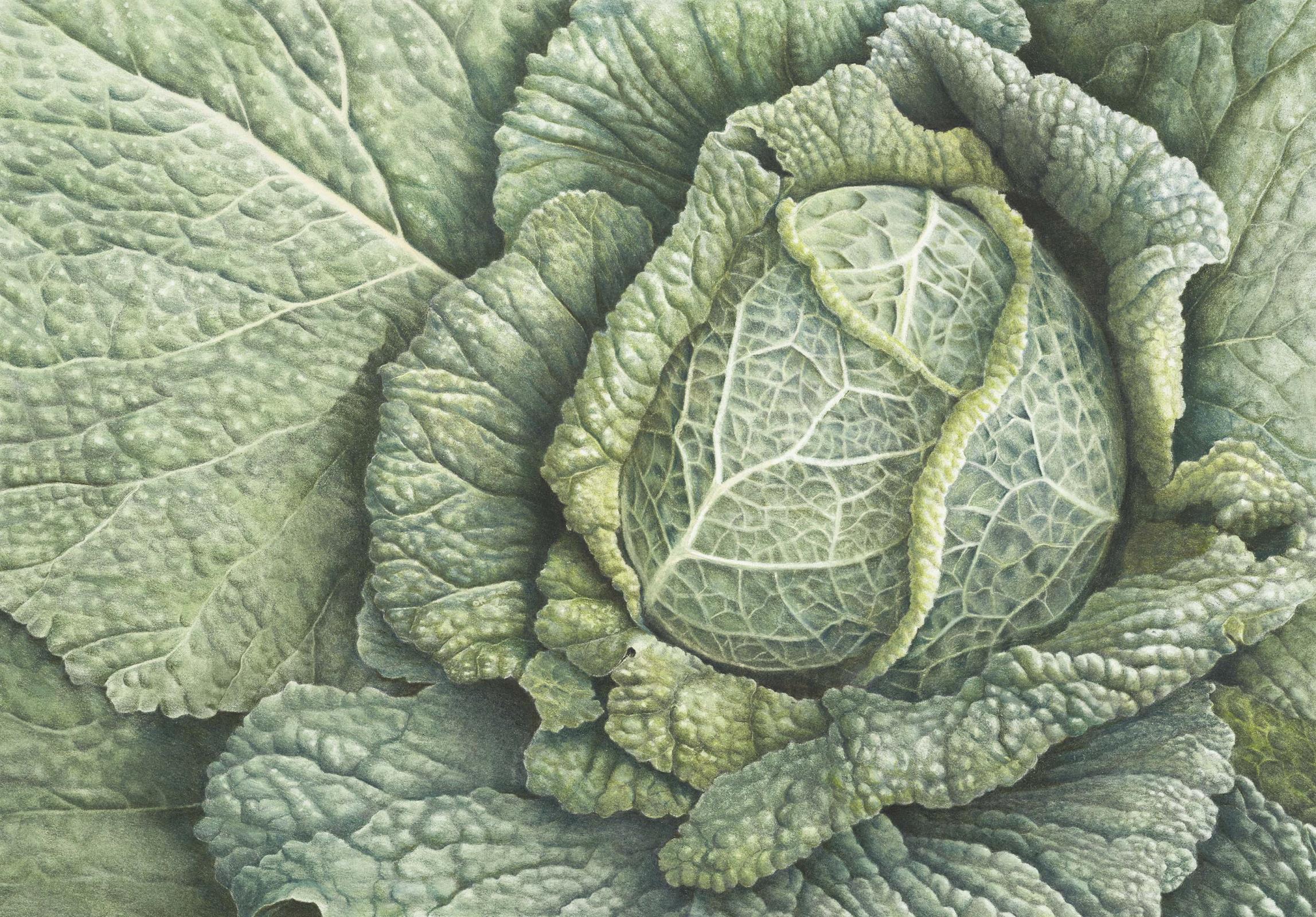 Cabbage