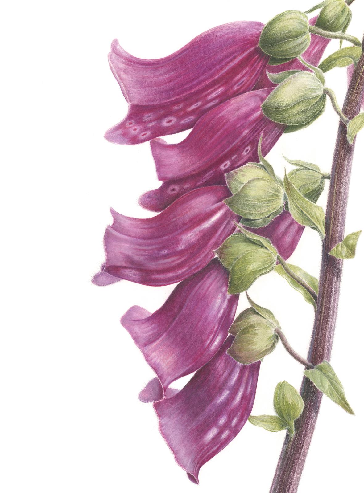 Foxgloves - Larger than Life