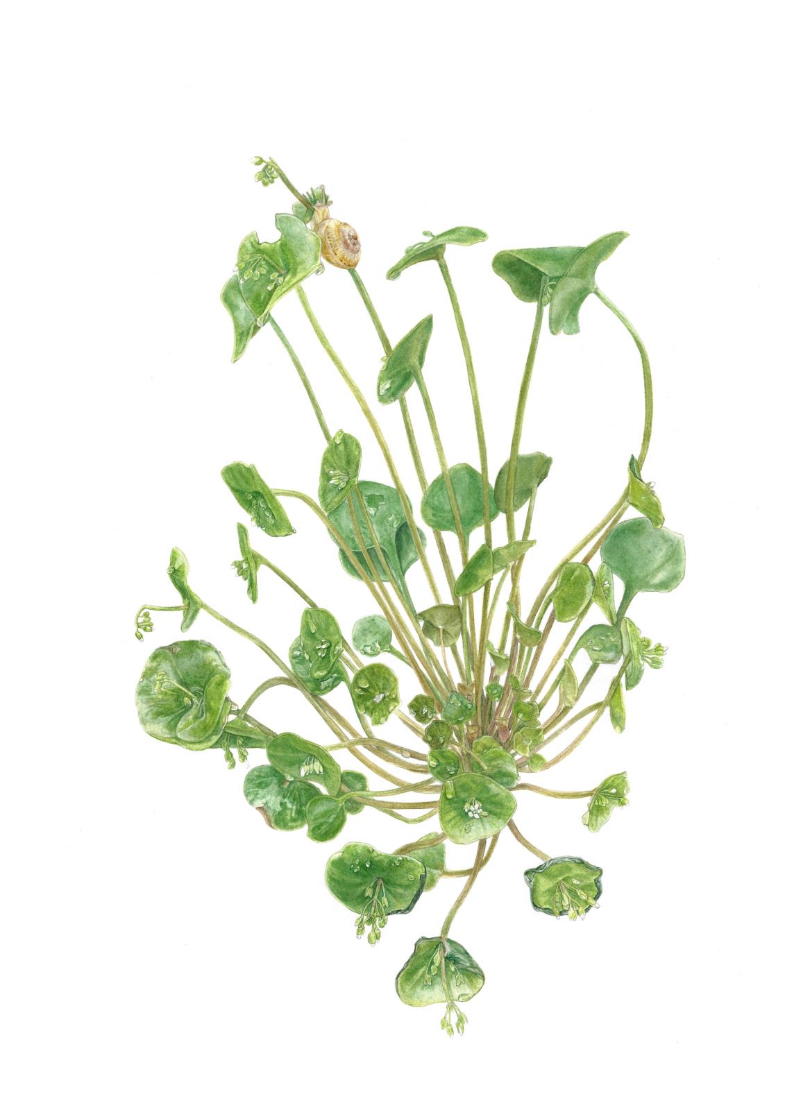 Hidden in plain sight ... Claytonia perfoliata