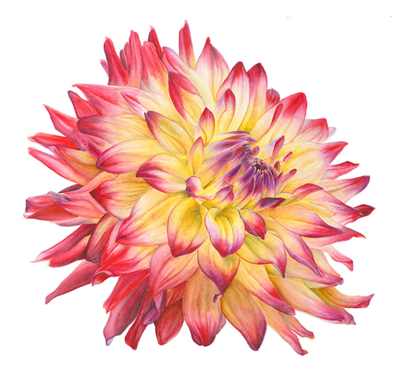 Barnsdale Dahlia